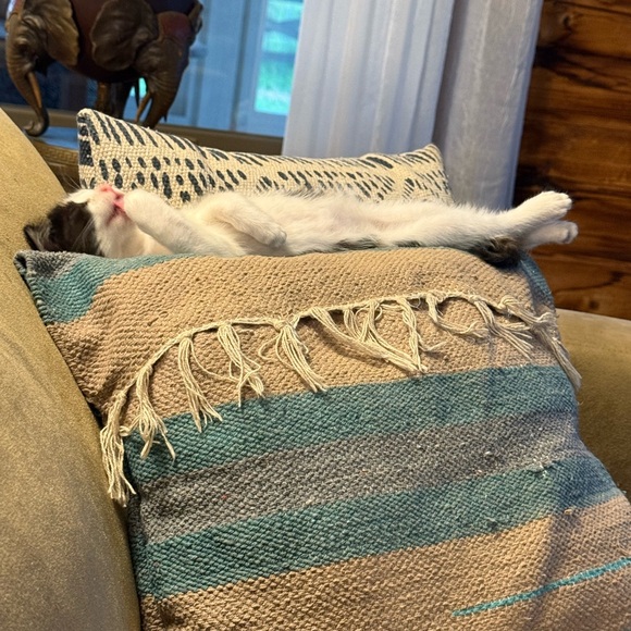 Meet your Posher, Cat - Picture 9 of 11